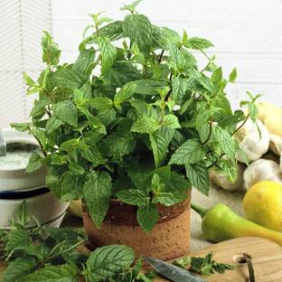 VibeX ® XXL-66 Peppermint Herb Plant Seeds Seed
