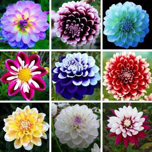 SEEDARIA F1 Hybrid Dalia flower seeds mix seeds dahlia Plant seeds Seed