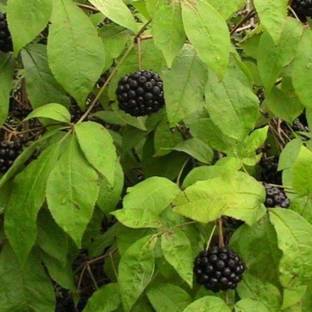KNESSiN Siberian Ginseng (Eleutherococcus senticosus)Medicinal Herb[400 Seeds] Seed