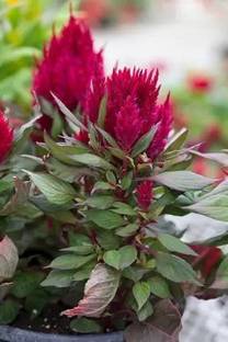 Aro Celosia Dwarf, Cockscomb Seed