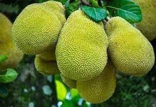 SHYAM Jack Fruit Tree Plant Seed