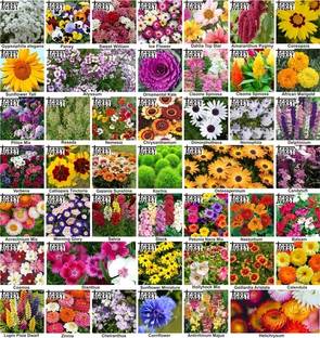 Agrey combo of 45 variety flower seeds with instruction manual. Seed
