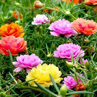 Rumman Portulaca Seeds Seed