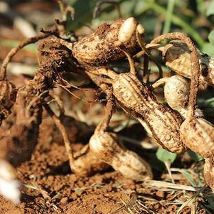 SREE Penut Vegetable Seed, Mungfali Seed. Badam Organic Seed