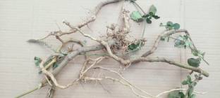 ABEFARIYA Apamarg ROOT, Prickly Chaff, Chirchita, Achyranthes Aspera, Root Seed