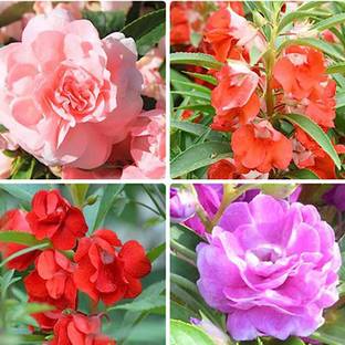 SeeGreen Hybrid mix Balsam flower seeds for home garden,Highgermination_29 Seed