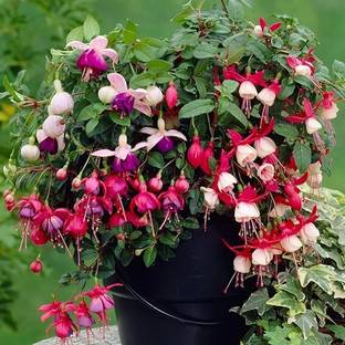 Migento Fuchsia Hanging Flower Seeds For Home Seed