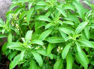 GEZ Candy Leaf - Stevia - Stevia Rebaudiana Seed