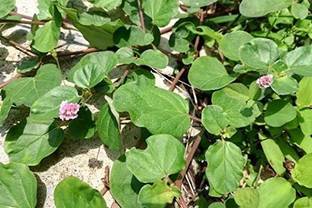 HERBALISM Punarnava Mul dry root not seed Seed