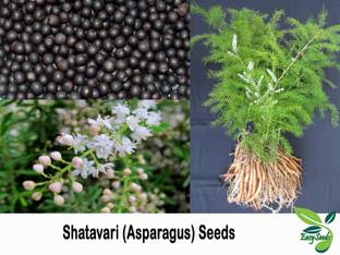 EasySeeds Shatavari, Buttermilk Root, Asparagus, Water root Seed