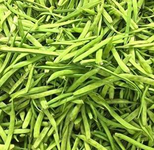 KANAYA Gwar Fali (Cluster Beans) Seed