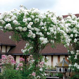 CYBEXIS KGF -54 - White Climbing Rose - (900 Seeds) Seed