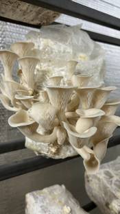 Arko Oyster Mushrooms Grain Spawn/Seeds, First Generation High Yield Seed