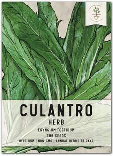 VibeX ® XXL-152 Culantro Seeds(Eryngium foetidum) Seed