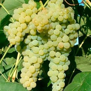 M-Tech Gardens Rare Hybrid Grape " Lakemont " Exotic 20 Seed