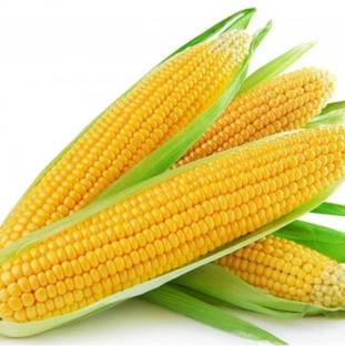 Makka beej 100g corn seeds, very tasty, highest yield Verity Seed
