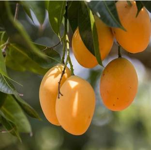 alphonso Mango fruit seed highest yield Verity very testy mango 1pc seed Seed