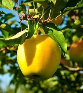 SHYAM Golden Apple Ber Plant. Seed