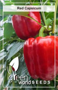 Green World Bell Pepper / Red Capsicum Seeds ( 20 Nos. ) Seed