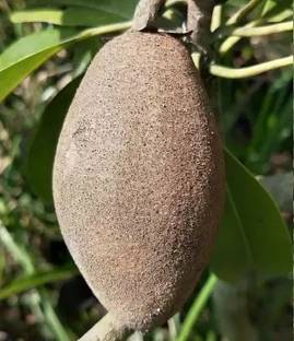 Chalisa Chikoo, Sapota, Chiku Seed
