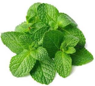 LPR PUDINA,MINT Seed
