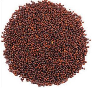 VINAYAK HERBALS RED MUSTARD SEEDS 500 GM Seed