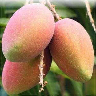 ibains Kesar mango tree seeds Seed