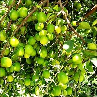 Aywal Lemon Seed