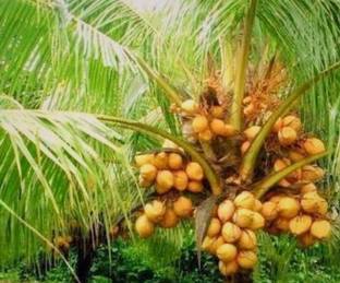 SHYAM Yield Rare Dwarf Yellow Coconut Fruit Tree Seed