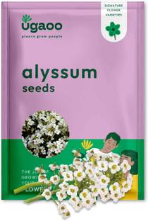UGAOO Alyssum Flower Seed