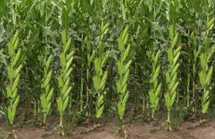 HYBRID 500g, Hy. Makka, maize, corn seeds highest yield Verity, 500g pouch Seed