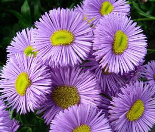CYBEXIS Speciosus Azure Fairy Seeds - Blue Lilac Fleabane Daisy Seed