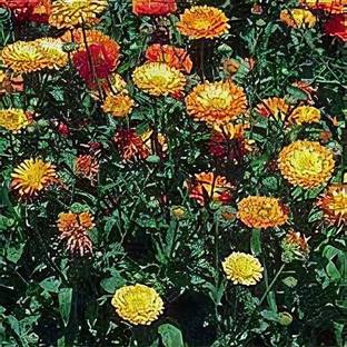 Mozette Exotic calendula Seed