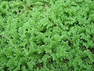 wequality Hybird lemna minor seeds/azolla seeds 1548 Seed