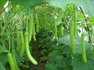 Chalisa Agencies Bottle Gourd, Kaddu, Lauki Seed