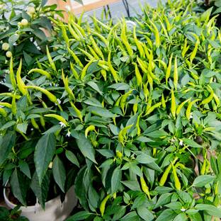 SREE Green Chilli Seed, Red Chilli Original Hybird Seed, Mirchi,Chilli Seed