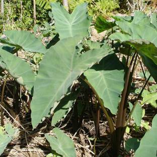 SeeGreen Taro Root / Arbi / Dasheen / Eddoes Vegetable Bulbs Home Outdoor Gardening Bulbs Seed