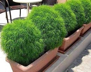 BSARKAR Hybrid kochia plants seed Seed