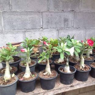 Qualtivate XLL-39 Mixed Adenium Desert Rose Seeds Seed