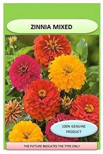 CYBEXIS VVI-38 - Zinnia Double Mixed Flower F1 Hybrid - (30 Seeds) Seed