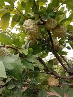 MAA Custard Apple, sitafal, sitaphal Seed