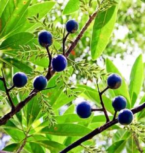 wequality Rudraksha seeds/rudraksha seeds for planting/organic rudraksha seeds Seed