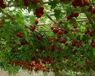 ActrovaX Italian Tree Tomato [1gm Seeds] Seed