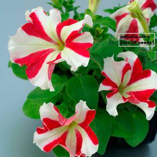 LIVOX Petunia Ulta Star Seed
