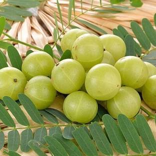 Arshiayat Amla Seeds, Amloki Organic Harbel Seeds, Indian Gooseberry Hybird Seed