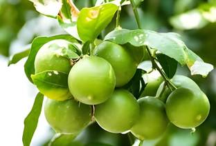 SHYAM PATI LEMON Fruit Tree PLANT Seed