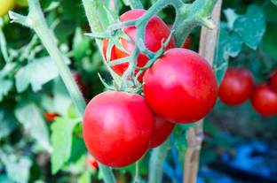 AA ENTERPRISES tomato Seed