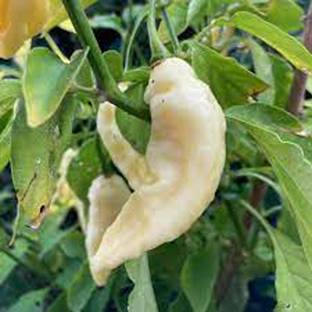 ACMS White Bhut Jolokia Ghost Chilli Seeds AS-W95 Seed