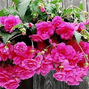 CYBEXIS VVI-38 - Flower : Hanging Begonia - (30 Seeds) Seed