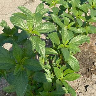 VibeX ® RXI-267 Egyptian Spinach Seeds - Molokhia Seed
